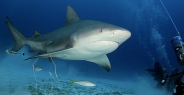 shark_bull_pdm_h_0014_mex0019.jpg